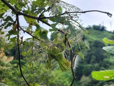 Doğu Karadeniz&rsquo;de şimdi de tırtıl tehdidi