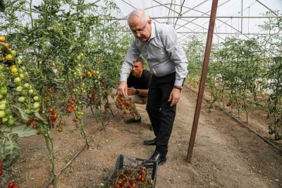 Ata tohum ile elde edilen ürünlerin hasadı başladı
