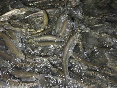 Sağanak yağış altında inci kefali n&ouml;beti