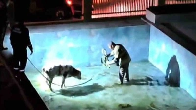 Villa havuzuna düşen buzağı, itfaiye erlerine zor anlar yaşattı