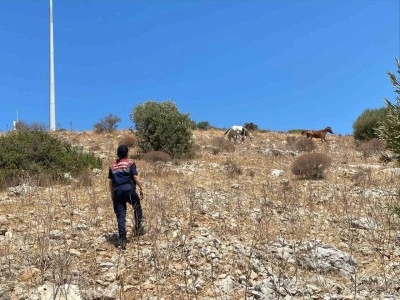 Yaban hayatın son sığınağında denetim