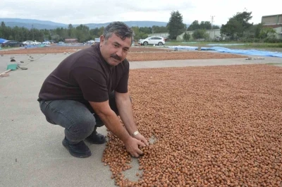 Fındık &uuml;reticileri Tokat&rsquo;ta da sağanağa yakalandı