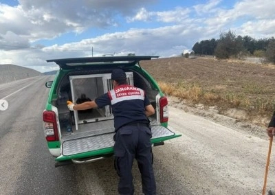 Yaralı atmacaya jandarma ekipleri sahip çıktı