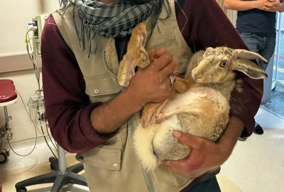 Yaralı gebe tavşana hastanede m&uuml;dahale