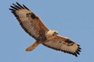 Yasadışı Şahin Avına Geçit Yok: 2 Kişiye 1 Milyon 146 Bin Lira Ceza