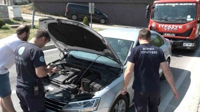 Yavru kedi, trafiği kilitleri