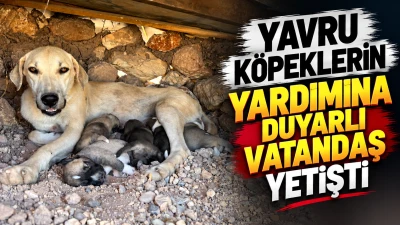 Yavru k&ouml;peklerin yardımına duyarlı vatandaş yetişti