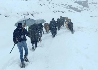 Yaylada Mahsur Kalan Hayvan Sürüsü Köylülerin Zorlu Mücadelesiyle Kurtarıldı