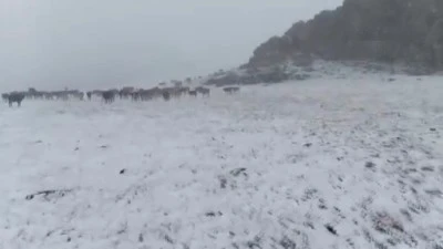 Yaylalara Kar Yağdı Çobanlar Zor Anlar Yaşadı