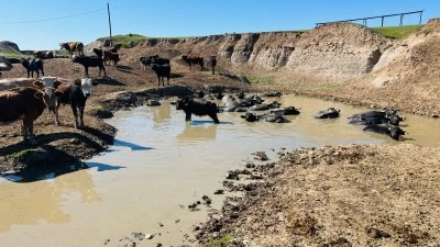 Yaz gelmeden göle daldılar: Diyarbakır’da mandaların bahar keyfi