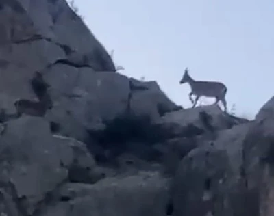 Yazıhan’da Koruma Altındaki Yaban Keçileri Sürü Halinde Görüntülendi