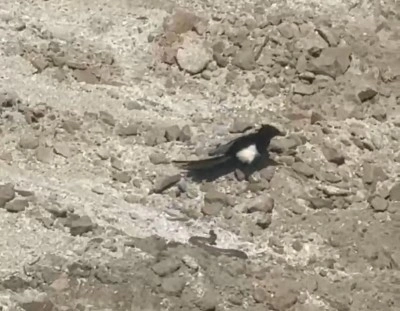 Yılanın karga ve kartalla imtihanı