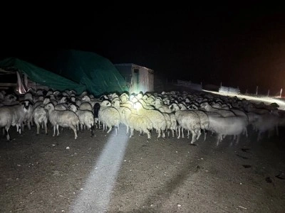 Yoğun siste kaybolan 200 koyun drone destekli aramayla bulundu
