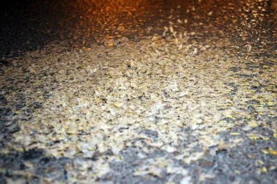 Kar değil birgün sineklerinin ölüm dansı