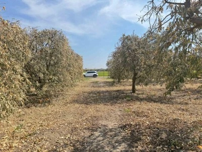 Y&uuml;reğir Ziraat Odası Başkanı Doğan: "Greyfurt &uuml;reticileri de destek programına alınmalı"