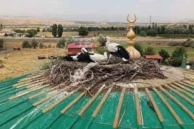 Yuvadan düşen yavru leylek kurtarıldı