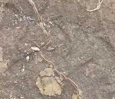 Zehirli Tırtıl Alarmı