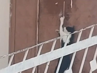 Zeki kedi eve b&ouml;yle girdi