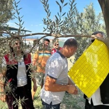 Zeytin sineğiyle mücadele için tuzak dağıtıldı