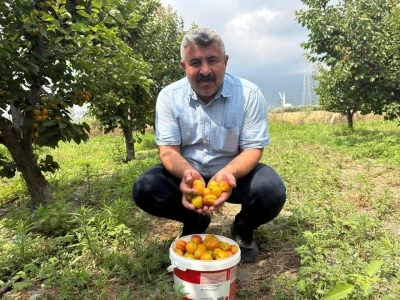 Ziraat m&uuml;hendisinin tavsiyesiyle diktiği kayısıdan 6 yıldır &uuml;r&uuml;n alıyor