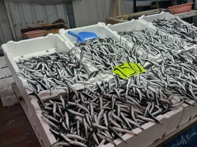 Zonguldak&rsquo;ta hava şartları hamsi fiyatını y&uuml;kseltti