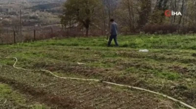 Zonguldak'ta Salep Yetiştiriciliği Yükseliyor: Devrek'te Yeni Ekonomi Modeli