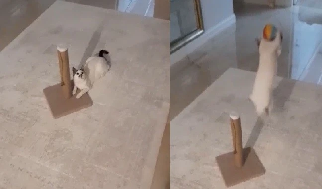 Diyarbakır'ın Kaleci Kedisi: “Şeker” Adlı Kedi Futbol Yeteneğiyle İlgi Çekiyor