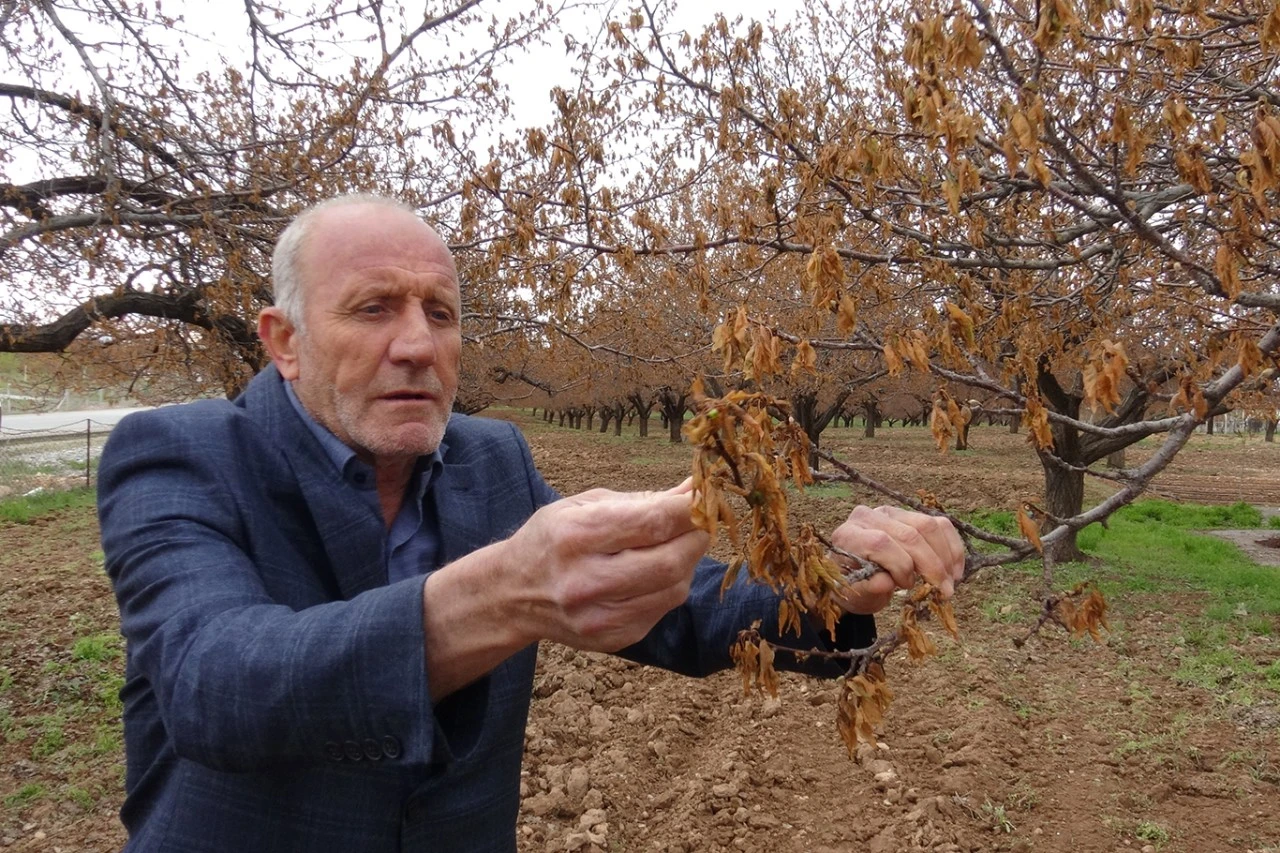 Malatya'da meyve ağaçlarını don vurdu