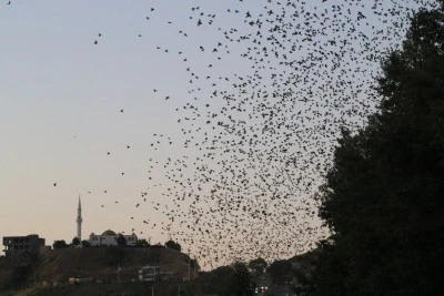 Binlerce Serçeye Ev Sahipliği Yapıyor
