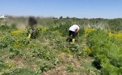 Bismil’de Dicle Nehri Üzerindeki Adacıklarda Uyuşturucu Operasyonu