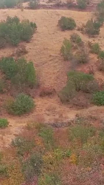 Çermik'te Aç Kalan Domuz Sürüsü Mahalleye İndi