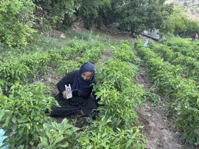 Coğrafi Tescilli &Ccedil;ermik Biberinde Hasat Bereketi
