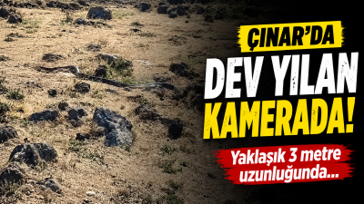 Diyarbakır 3 Metrelik Dev Yılan Paniği