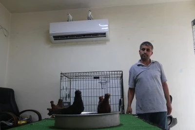 Diyarbakır'da G&uuml;vercinlere Sıcak Hava &Ouml;nlemi