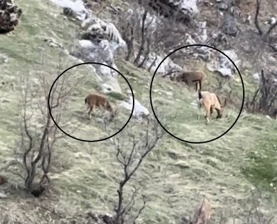 Diyarbakır'da yine g&ouml;r&uuml;nd&uuml;ler