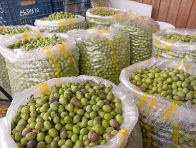 Diyarbakır’da Zeytin Bereketi: Sur’un Sokakları Taze Yeşil Zeytin Kokuyor