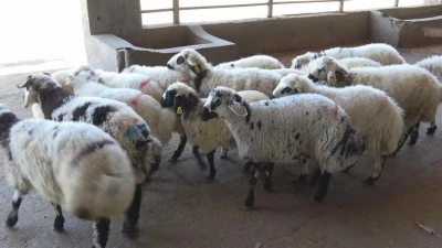 Diyarbakırlı kasaptan 