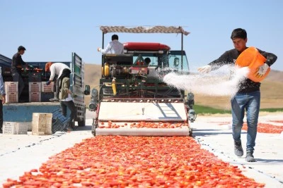 Domatesler Avrupa ve ABD Sofralarında
