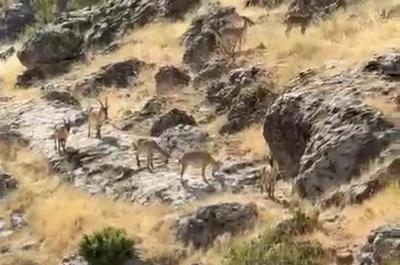 Gelincik Dağı&rsquo;nda doğanın s&uuml;rprizi