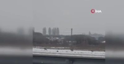 Kars’ta Kurt Sürüsü Panik Yarattı