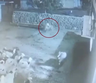 Kurt, ağıldaki sürüye böyle daldı: Kurdun kaptığı koyun ölü taklidi yaparak kurtuldu