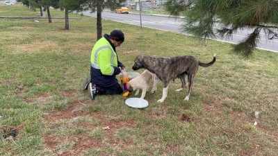 Motosikletiyle Sokak Sokak Gezip Can Dostlarını Besliyor