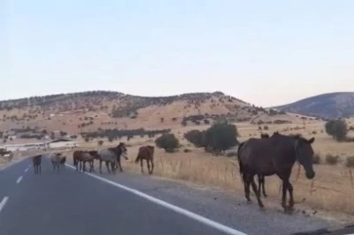 Silvan&rsquo;da yaban atları yola indi