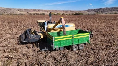 Sivas’ta Ayçiçeği Hasadı Yüz Güldürdü