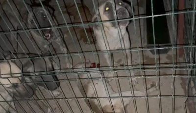 Suruç'ta Belediyeye Ait Barınakta tepki çeken görüntüler