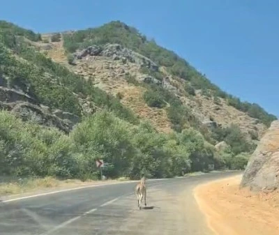 Tunceli&rsquo;de yola inen dağ ke&ccedil;isi kamerada